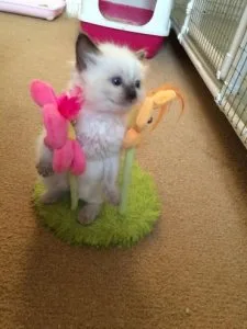 Ragdoll Kittens all ready to go 4 left