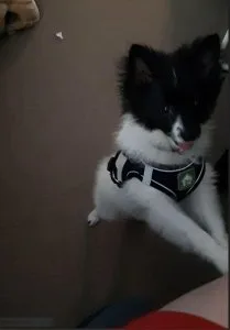 Pomeranian Puppy for sale