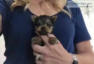Yorkie pup Tiny