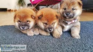 Healthy Male and Shiba Inu puppies