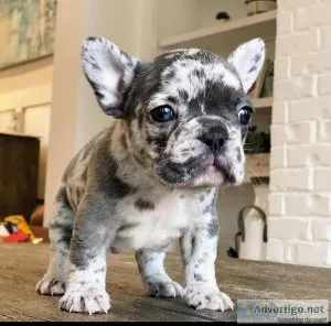 French Bulldog puppies for adoption