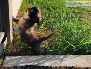 Pekingese Puppies
