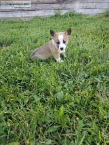 Corgi