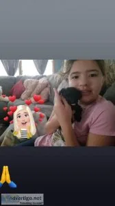 Toy Poodles