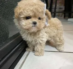 Toy poodle puppy for adoption