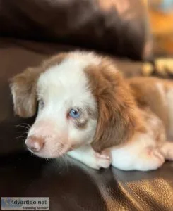 Blue eyed red Merle Toy Australian Shepherd puppies