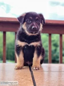 Shollie puppies