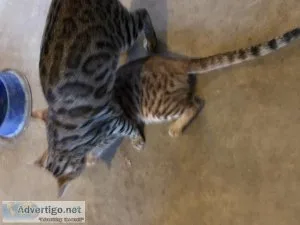 Bengal Breeder Pair