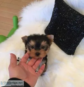 Beautiful Teacup Yorkshire Puppies Available