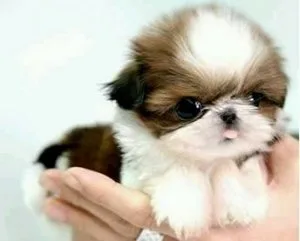 Gorgeous Shih Tzu dog
