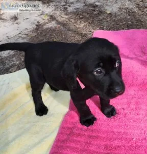 Labrador Retriever female puppies