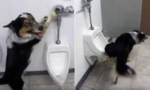 Dog Potty Course