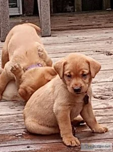 Fox red AKC registered ABeautiful