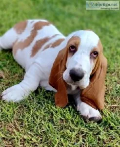 Hound dog available for adoption