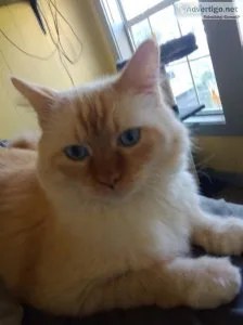 150.00 FLAME POINTE SIAMESE CAT