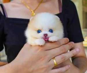 12 weeks old male maltese puppy
