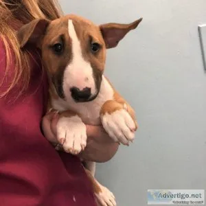 Available Bull Terriers