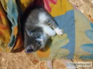 Free calico 8 week old kittens