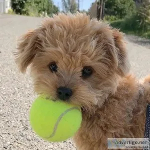 Beautiful Poodle Puppies READY TO GO