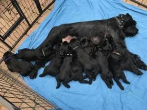 Purebred Giant Schnauzer puppies ready for their new home
