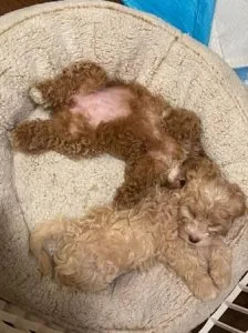Hypoallergenic Toy Poddle- Cavalier King Charles cross puppies