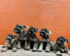 Rehoming Miniature Schnauzer Puppies