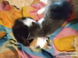 Free 8 week old kittens to good homes