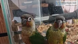 Young green cheek conures