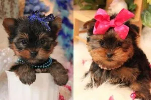 Rehoming - Yorkie Puppies