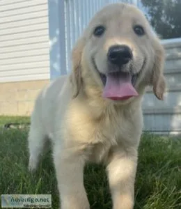 Female puppy want someone to adopt her
