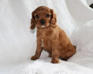 Cavalier King Charles Spaniel Puppy for Sale