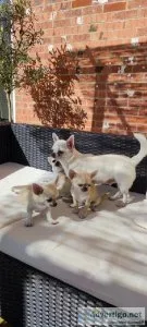 12 weeks kc registered chihuahua tree boys
