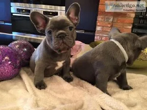 French bulldog puppies