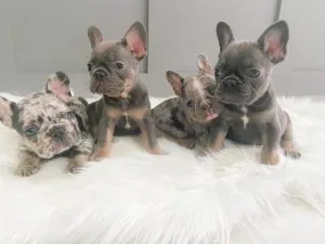 Trained male and female french bulldog puppies for sale