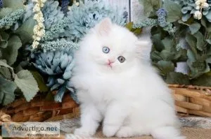 Happy Blue eyes Persian Kittens purebred