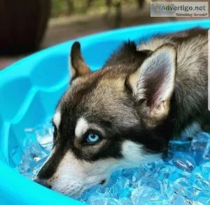 Blue eyes male and female  Siberian husky ready