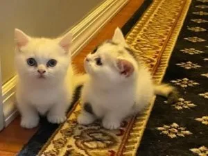 Male N Female Munchkin Kittens