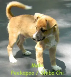 shiba inu mix pups
