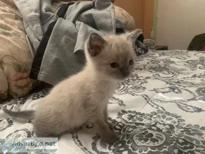 Siamese kitten need a good home