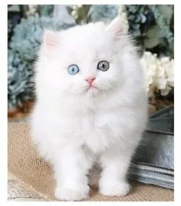 Young Blue-Eyes Persian Kittens for sale