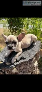 Akc Merle frenchie female