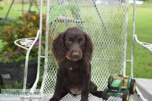 Boykin Spaniels