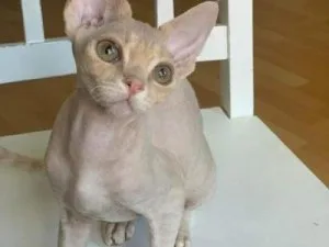 Lovely Devon Rex Kittens