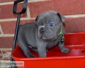 Amazing french bulldog puppies