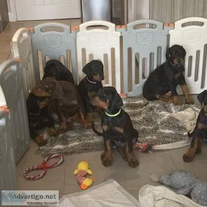 Doberman pinscher puppies for sale