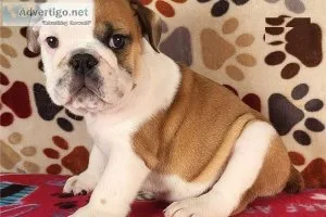 AKC English Bulldog Puppies