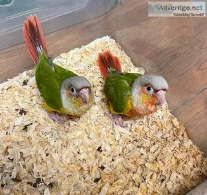 Green Cheek conures for sale