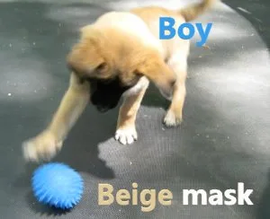 shiba inu mix puppy