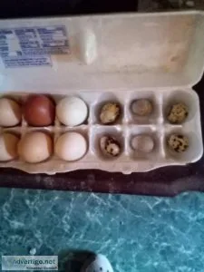 mixed 6 chicken and 6 quail eggs