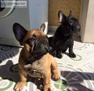 French Bulldog puppies for sale